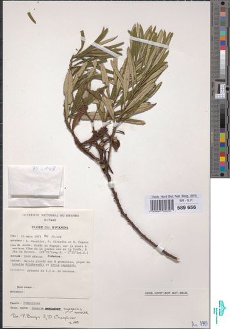 Senecio rugegensis