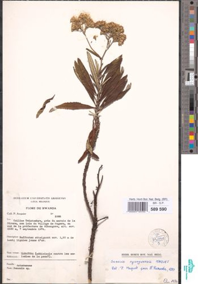 Senecio rugegensis photo 2