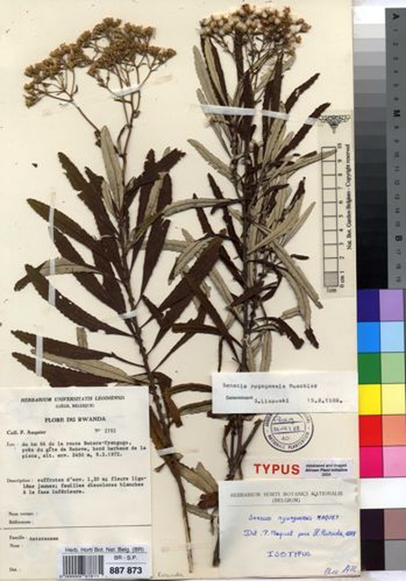 Senecio rugegensis photo 3