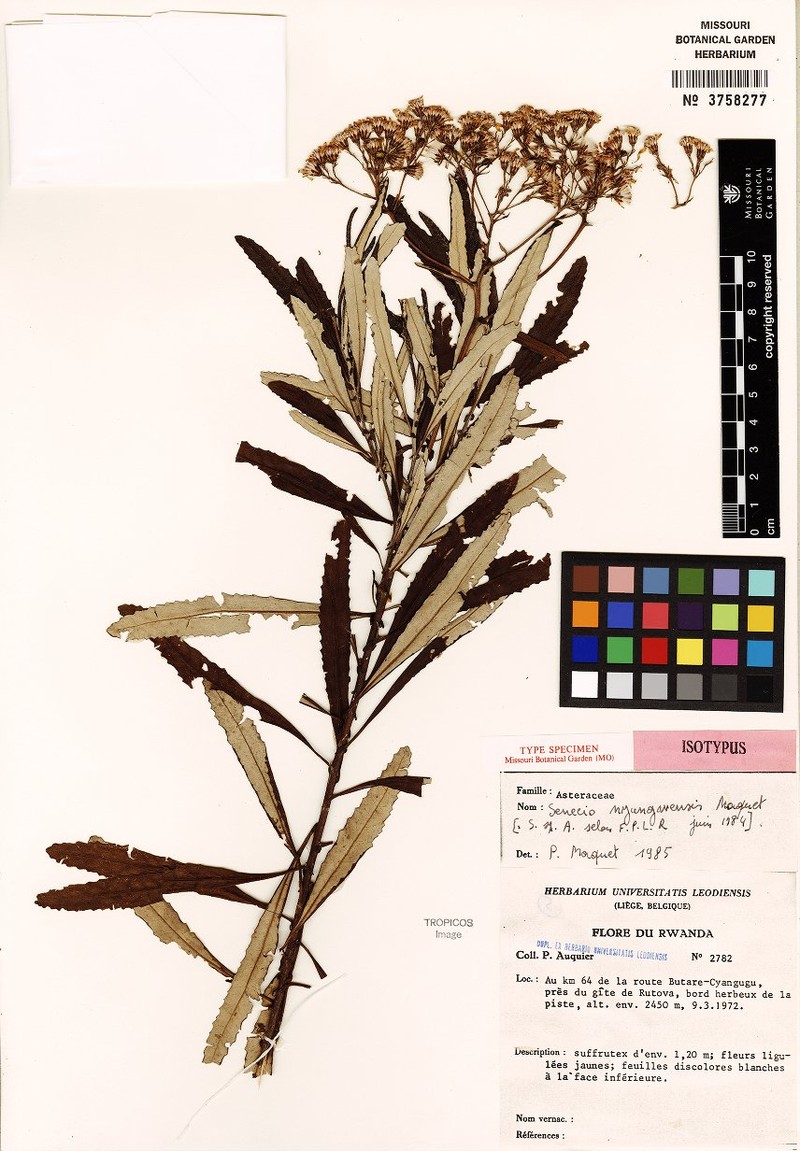 Senecio rugegensis photo 4