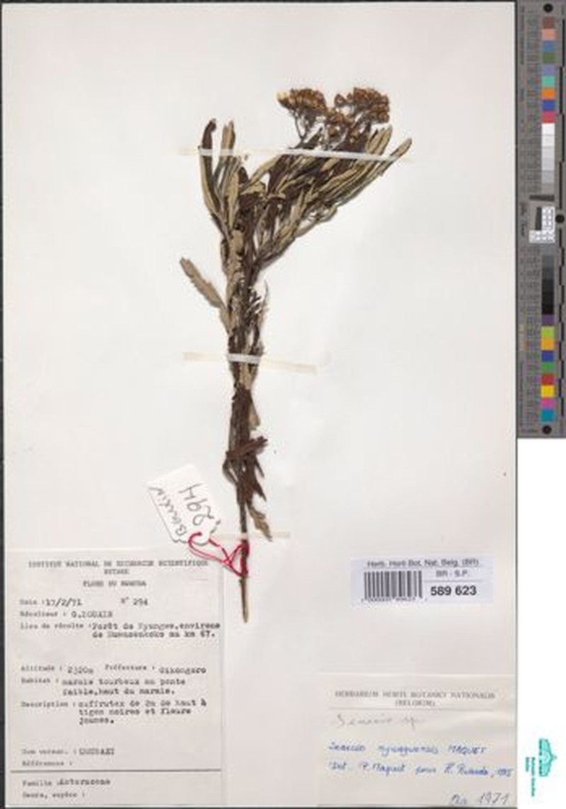 Senecio rugegensis photo 5