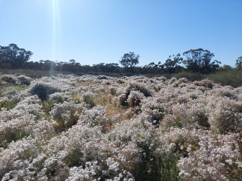 Senecio runcinifolius photo 2