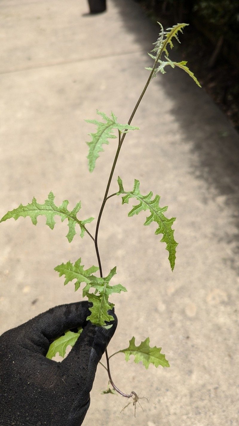 Senecio runcinifolius photo 3
