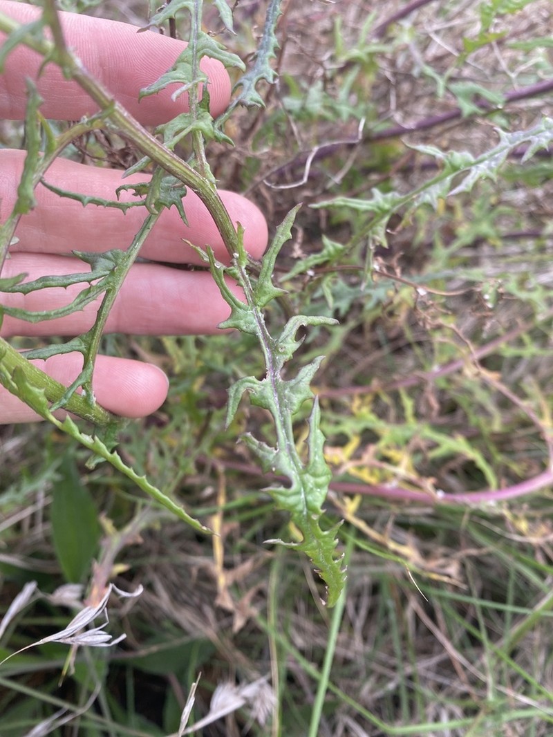 Senecio runcinifolius photo 4