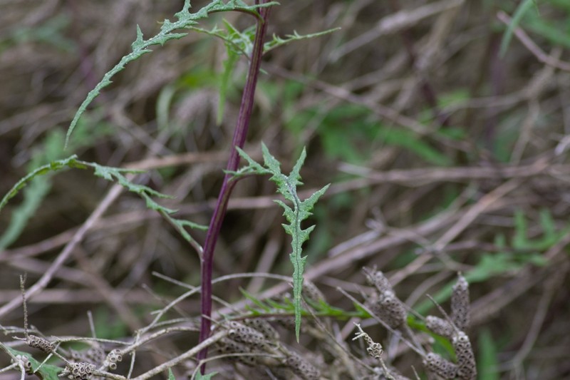 Senecio runcinifolius photo 5