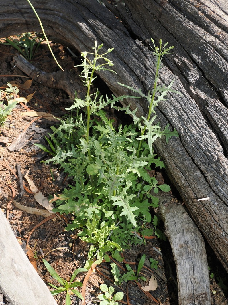 Senecio runcinifolius photo 6