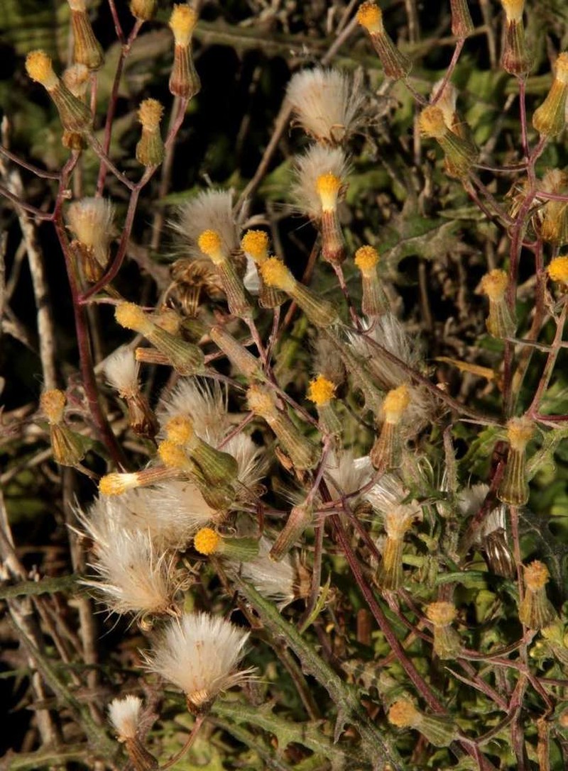 Senecio runcinifolius photo 7
