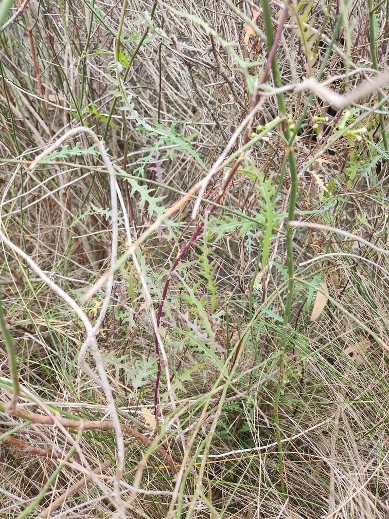 Senecio runcinifolius photo 8