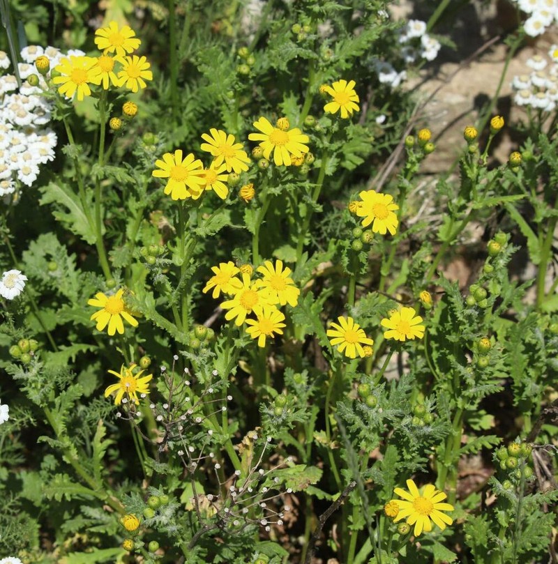Rock Ragwort