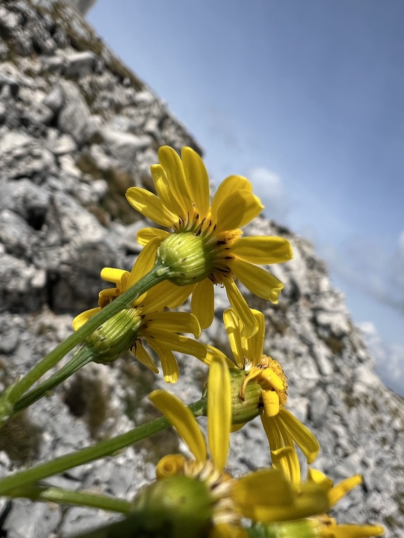 Rock Ragwort photo 2
