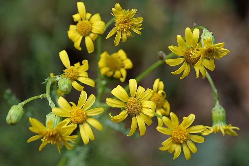 Rock Ragwort photo 3