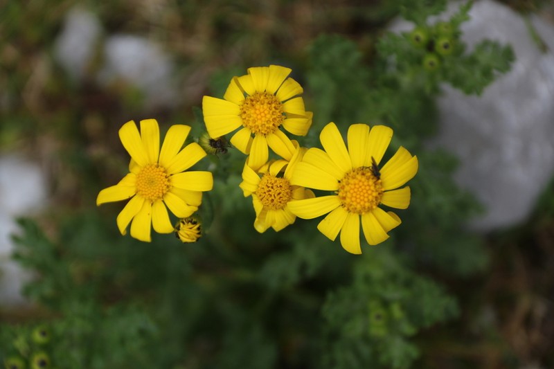 Rock Ragwort photo 4