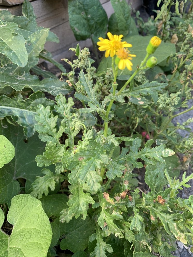 Rock Ragwort photo 5