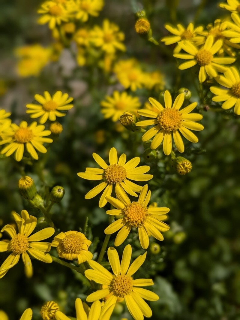 Rock Ragwort photo 6