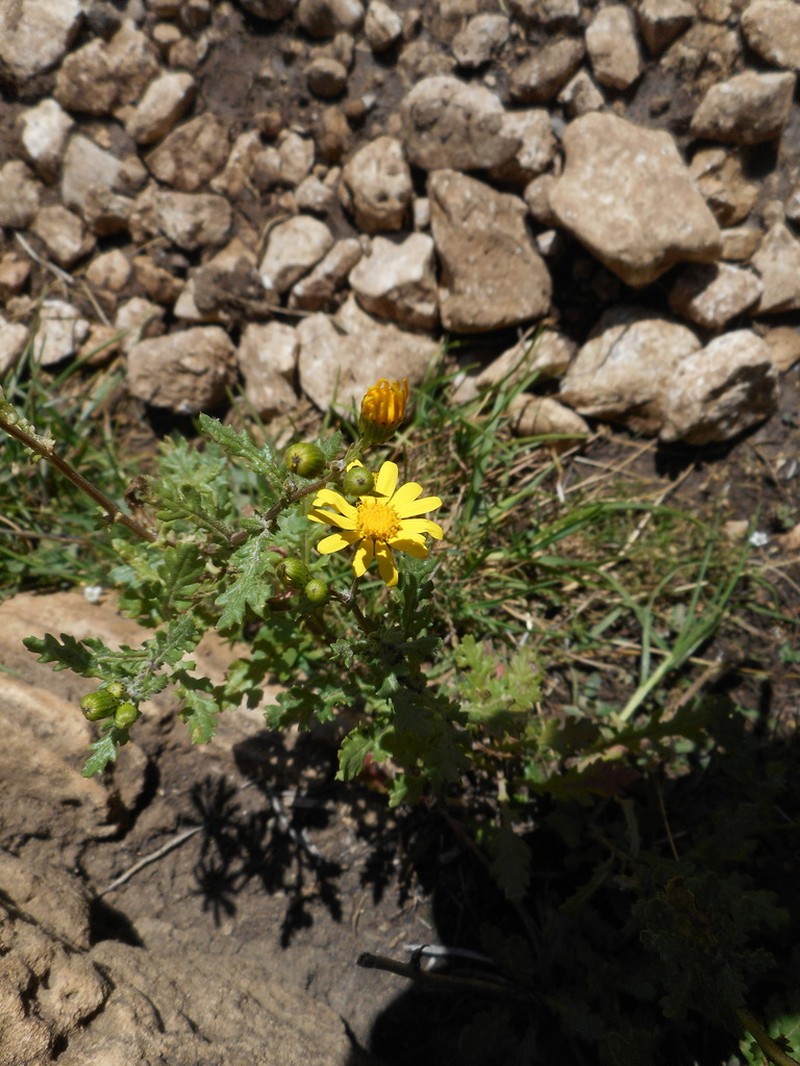 Rock Ragwort photo 7