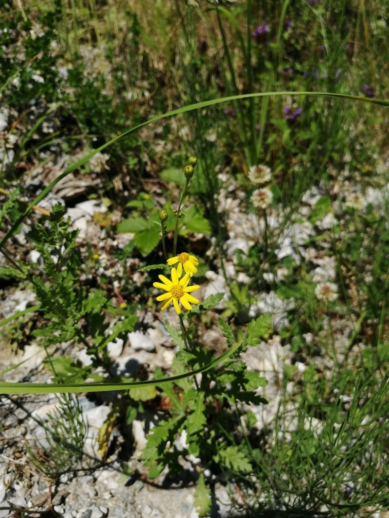 Rock Ragwort photo 8