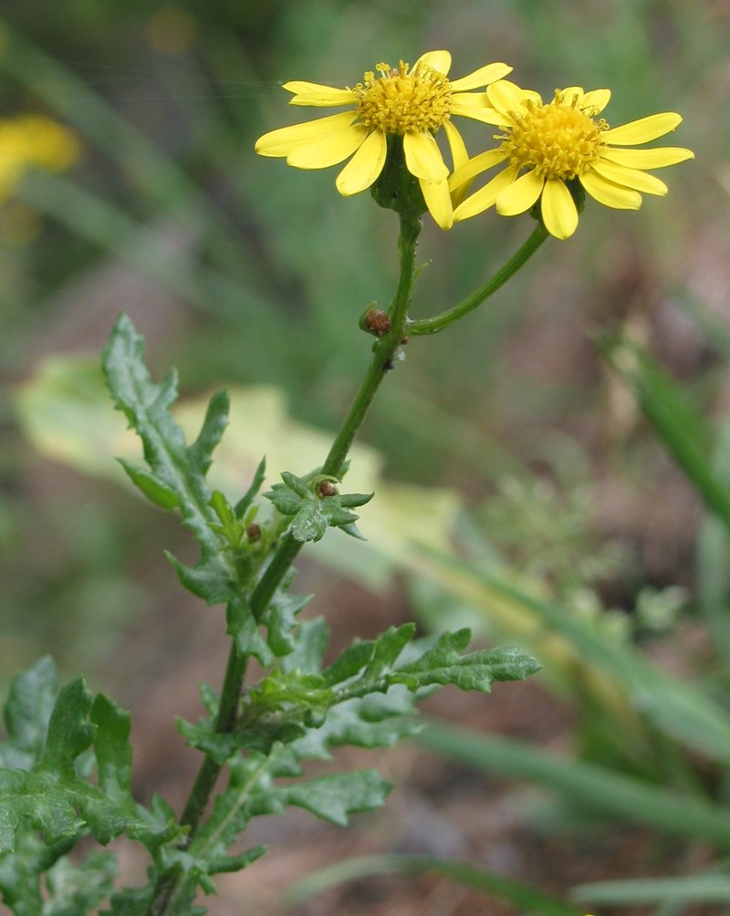 Rock Ragwort photo 3