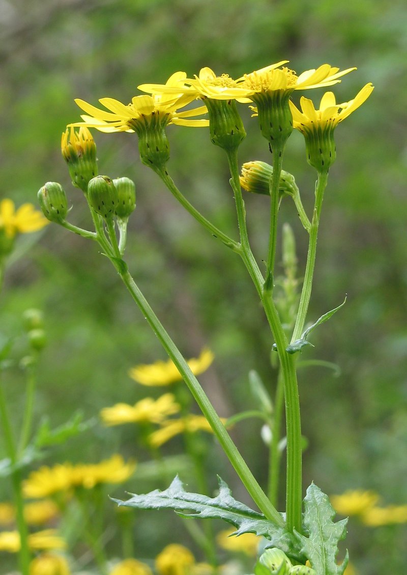 Rock Ragwort photo 4