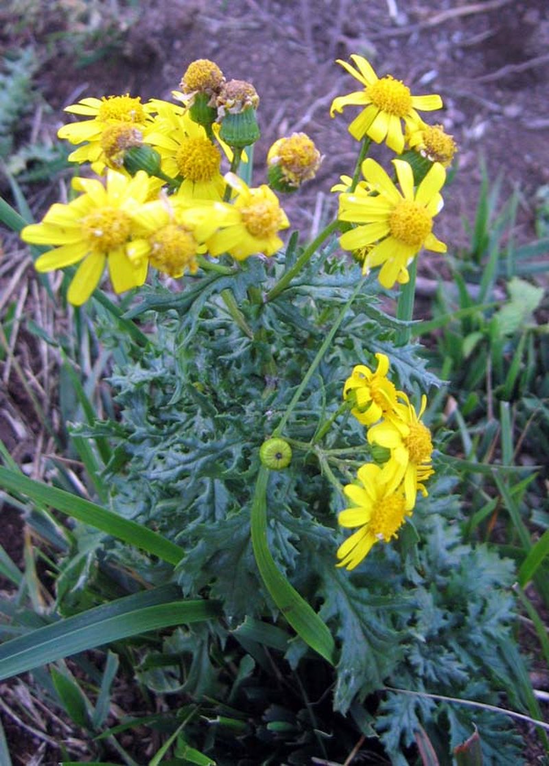 Rock Ragwort