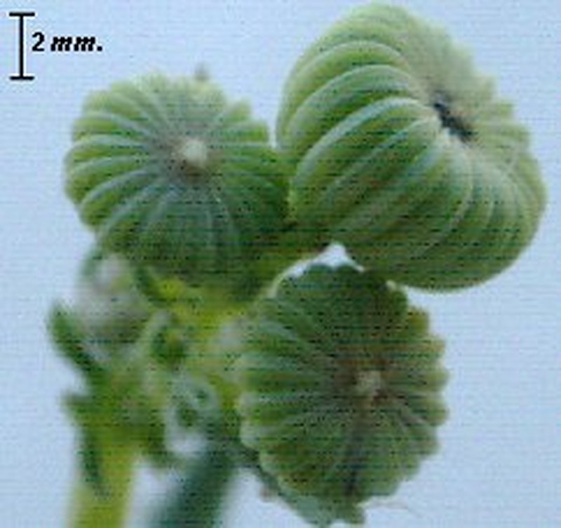 Rock Ragwort photo 6