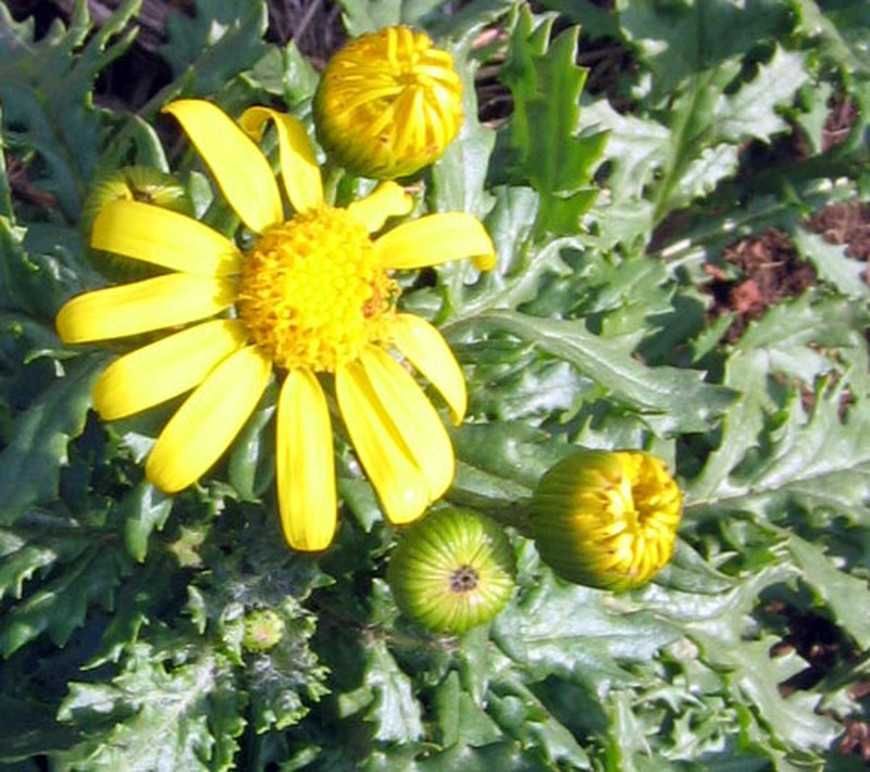 Rock Ragwort photo 8