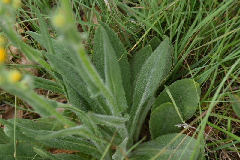 Senecio ruthenensis photo 2