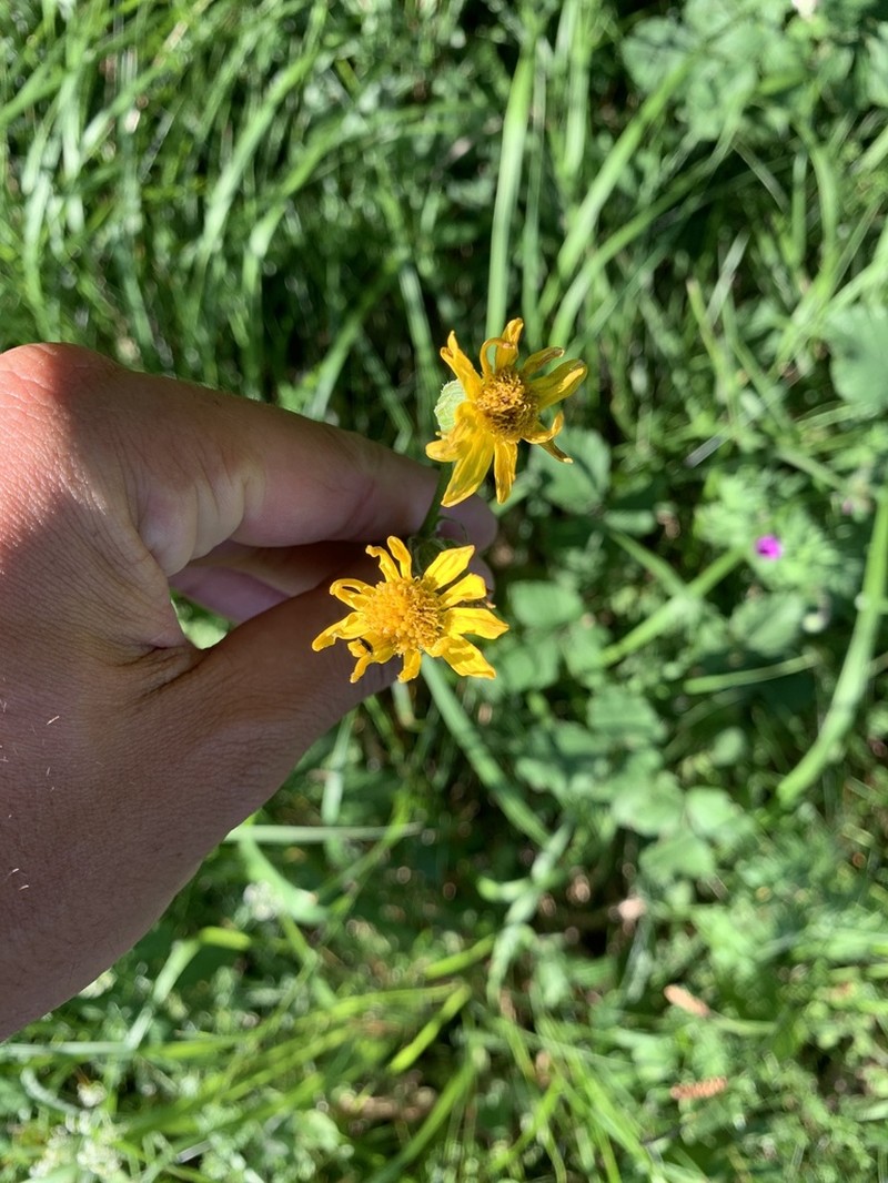 Senecio ruthenensis photo 3