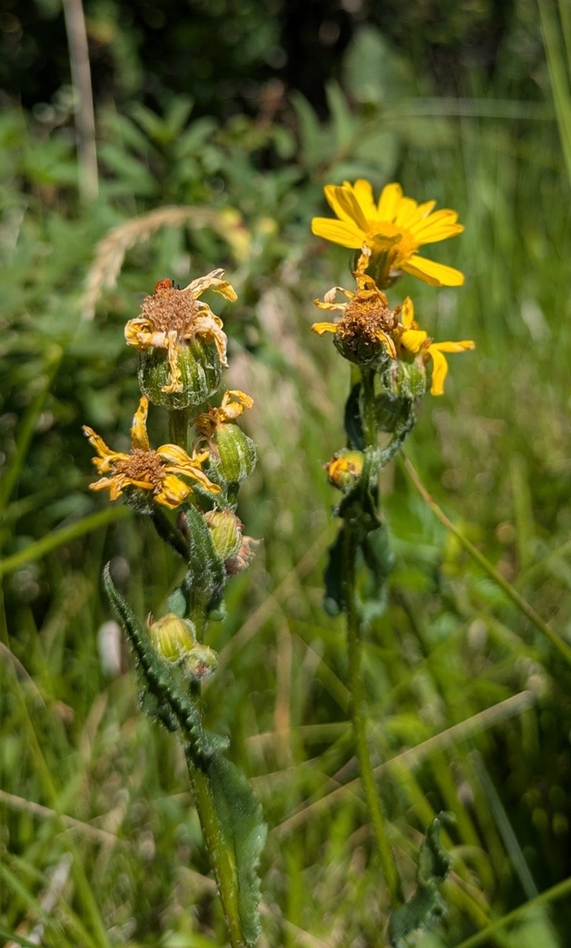 Senecio ruthenensis photo 4