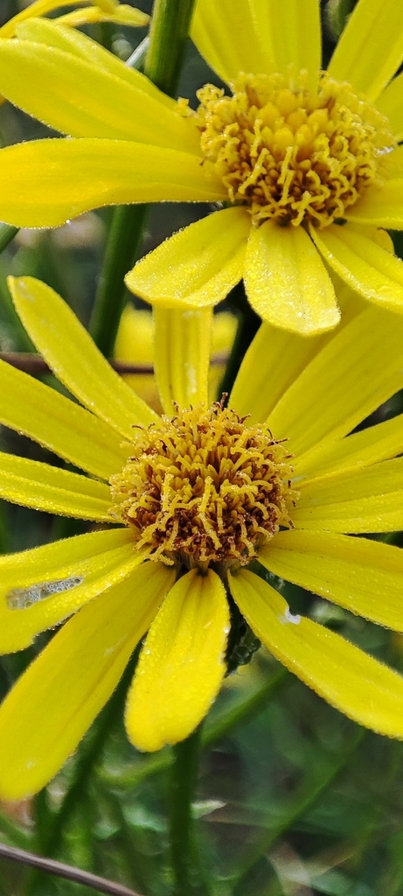 Senecio ruthenensis photo 5