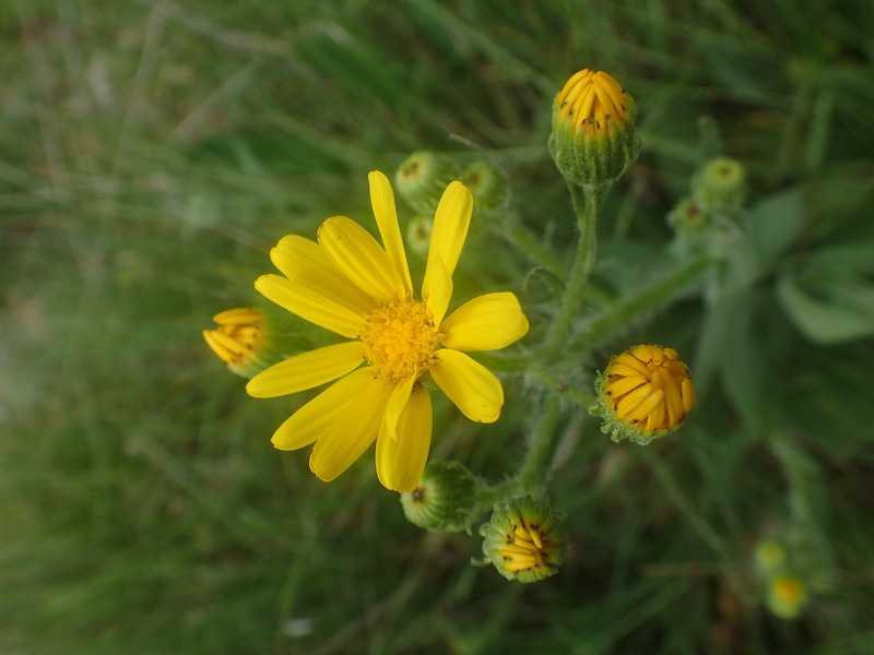 Senecio ruthenensis photo 6