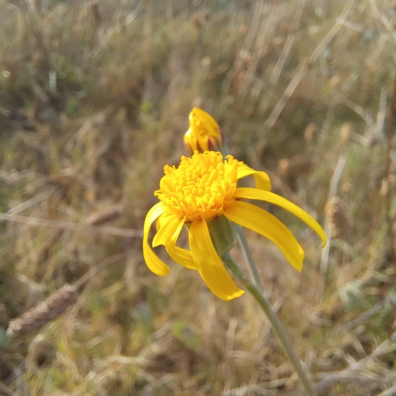 Senecio ruwenzoriensis