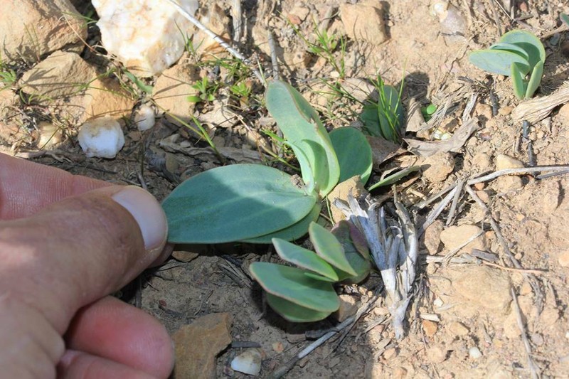 Senecio ruwenzoriensis photo 2