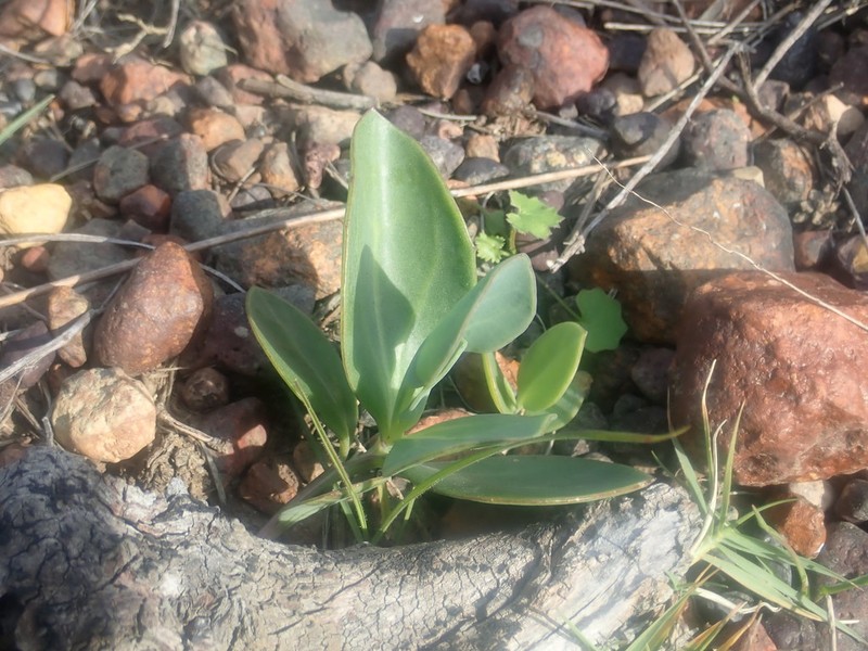 Senecio ruwenzoriensis photo 3
