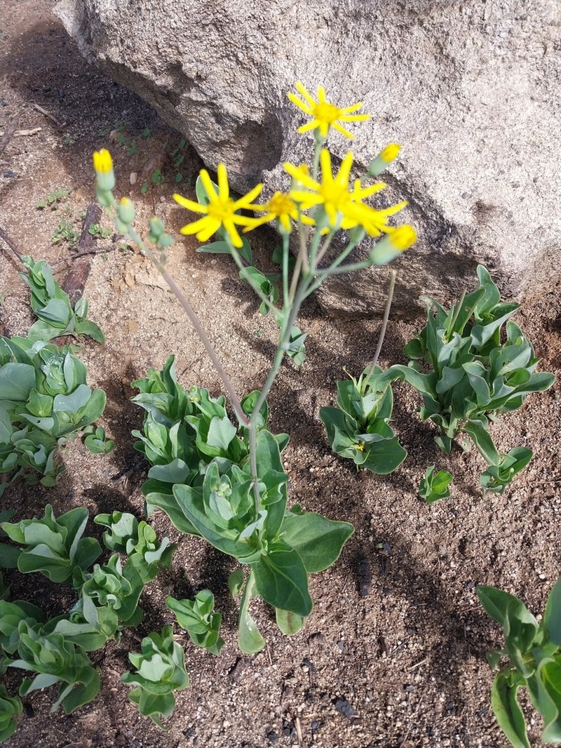 Senecio ruwenzoriensis photo 4