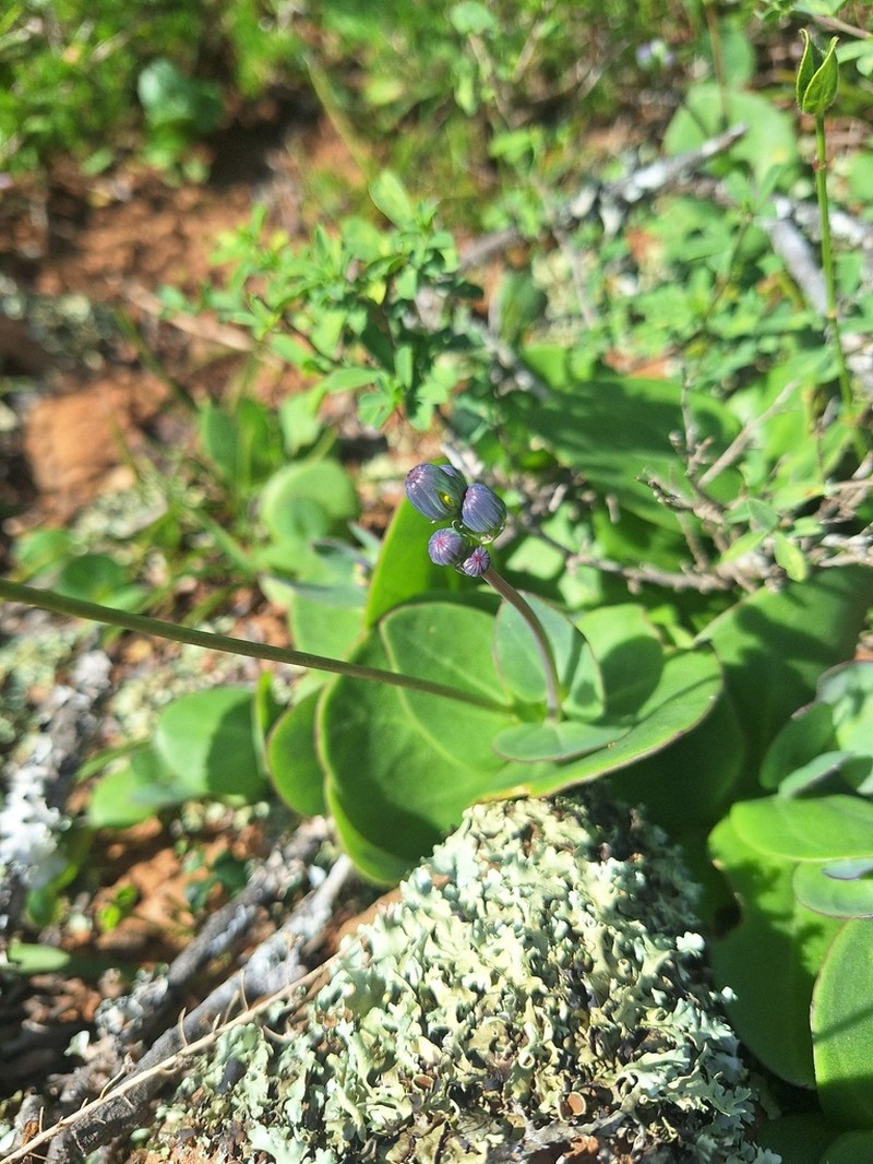 Senecio ruwenzoriensis photo 6