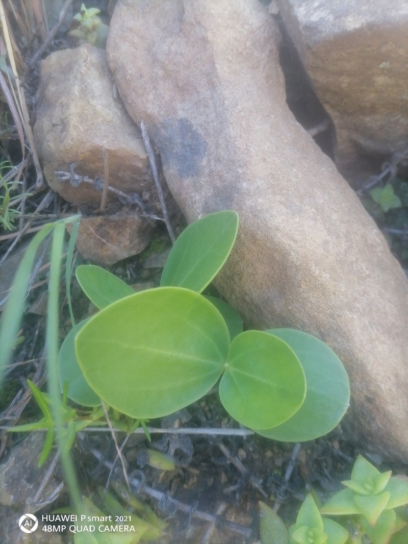 Senecio ruwenzoriensis photo 7