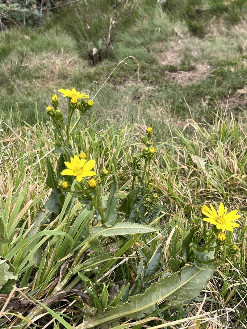Senecio sabinjoensis