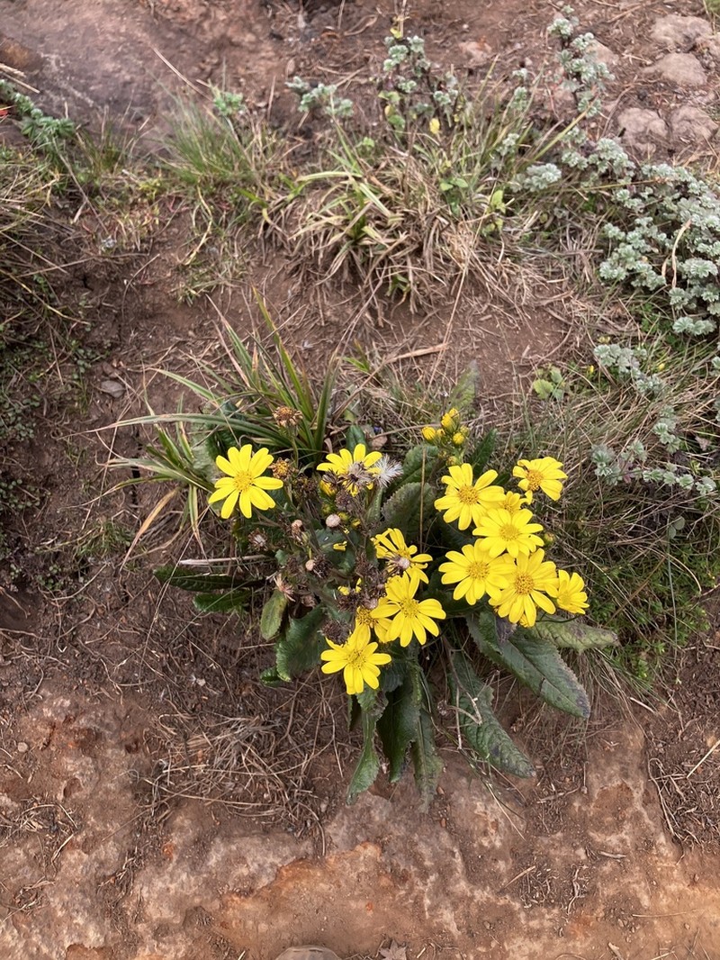 Senecio sabinjoensis photo 2