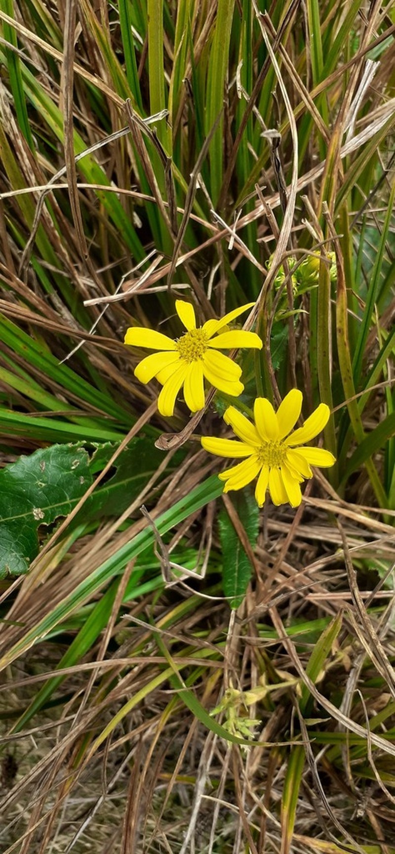 Senecio sabinjoensis photo 3