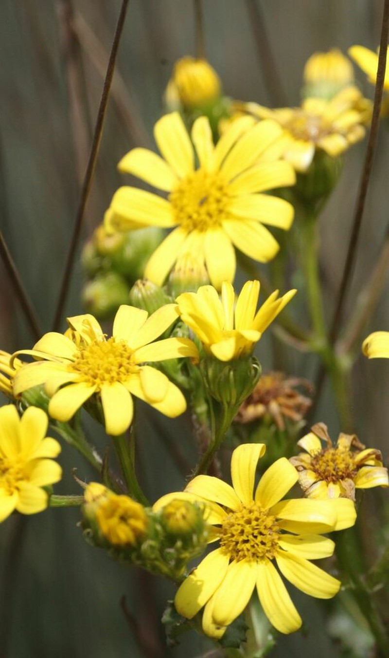 Senecio sabinjoensis photo 4