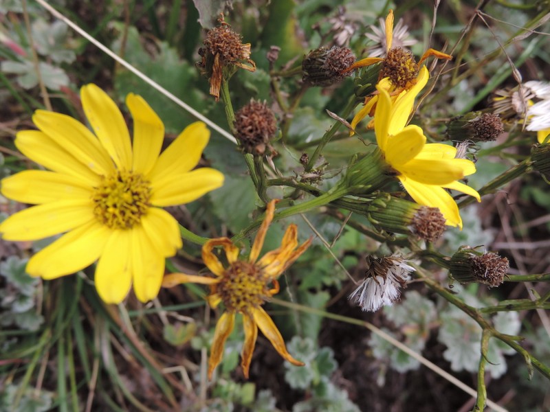 Senecio sabinjoensis photo 5