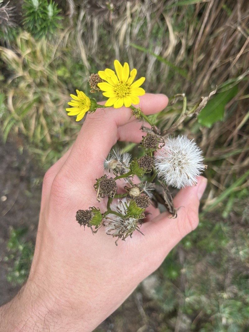 Senecio sabinjoensis photo 6
