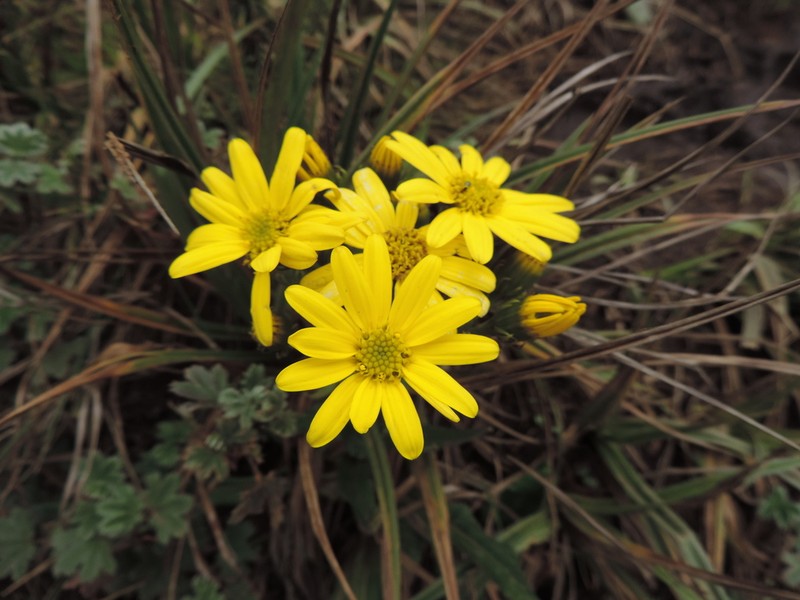 Senecio sabinjoensis photo 7