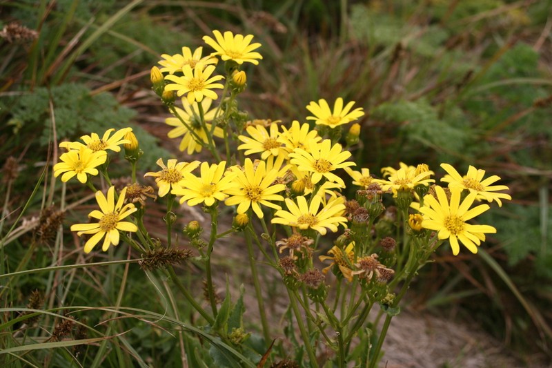 Senecio sabinjoensis photo 8