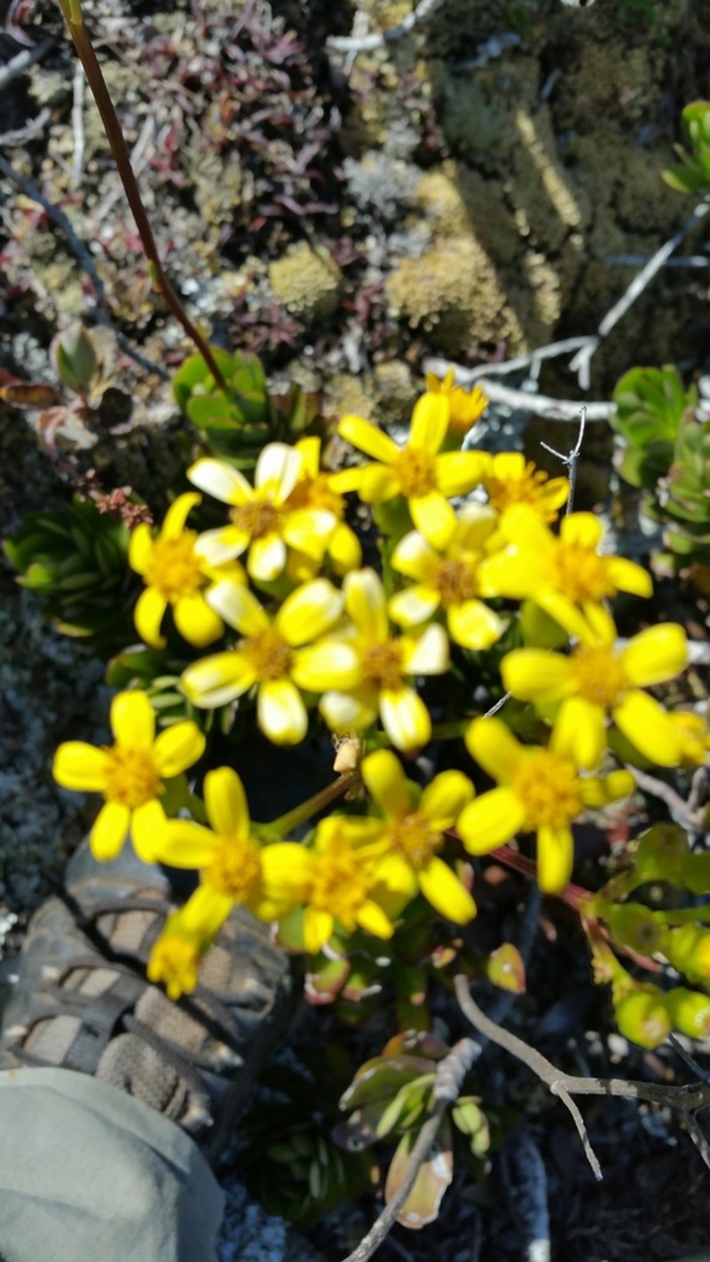 Senecio saboureaui