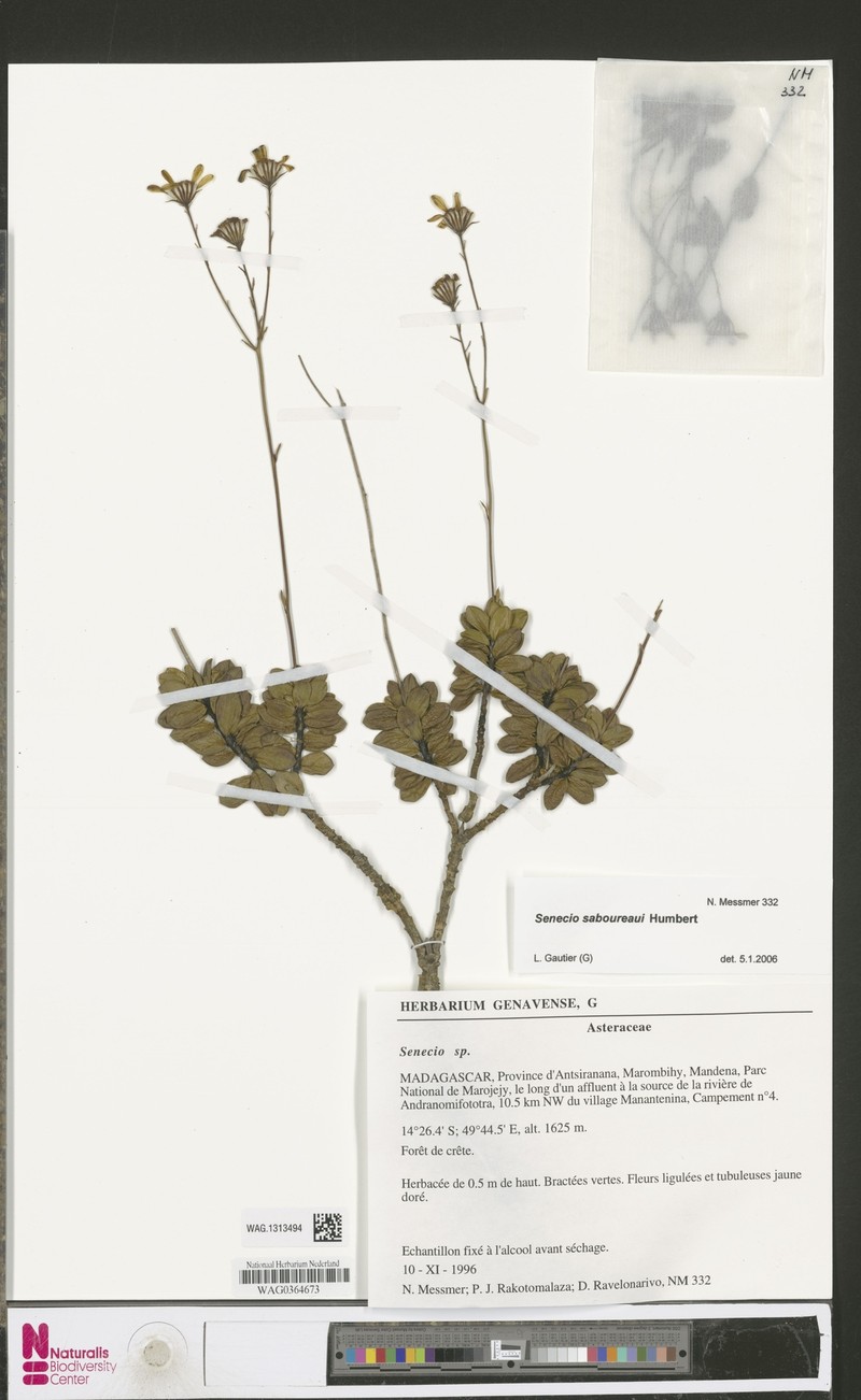 Senecio saboureaui photo 4