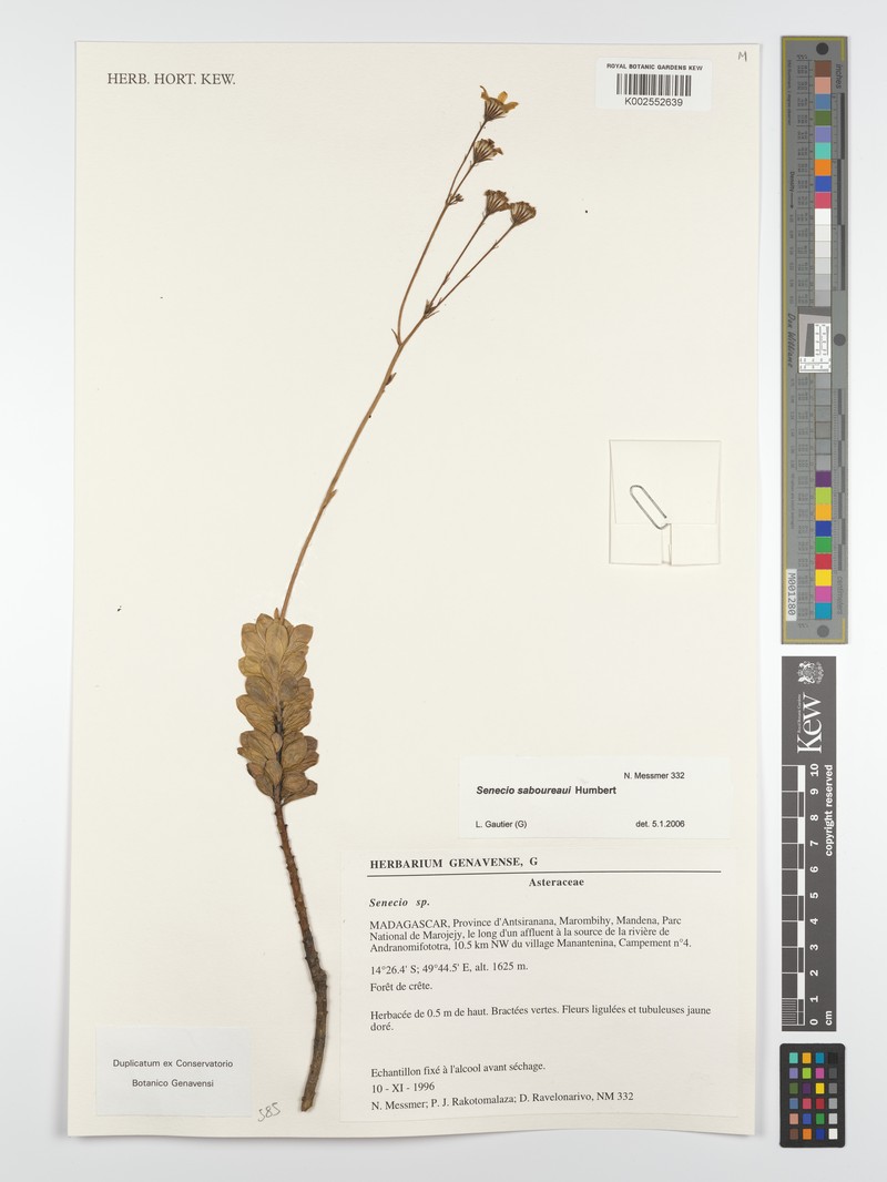 Senecio saboureaui photo 5