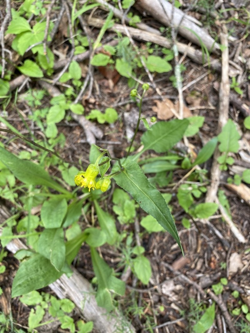 Sacramento Ragwort