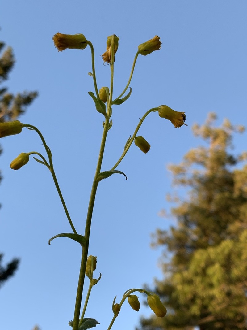Sacramento Ragwort photo 2