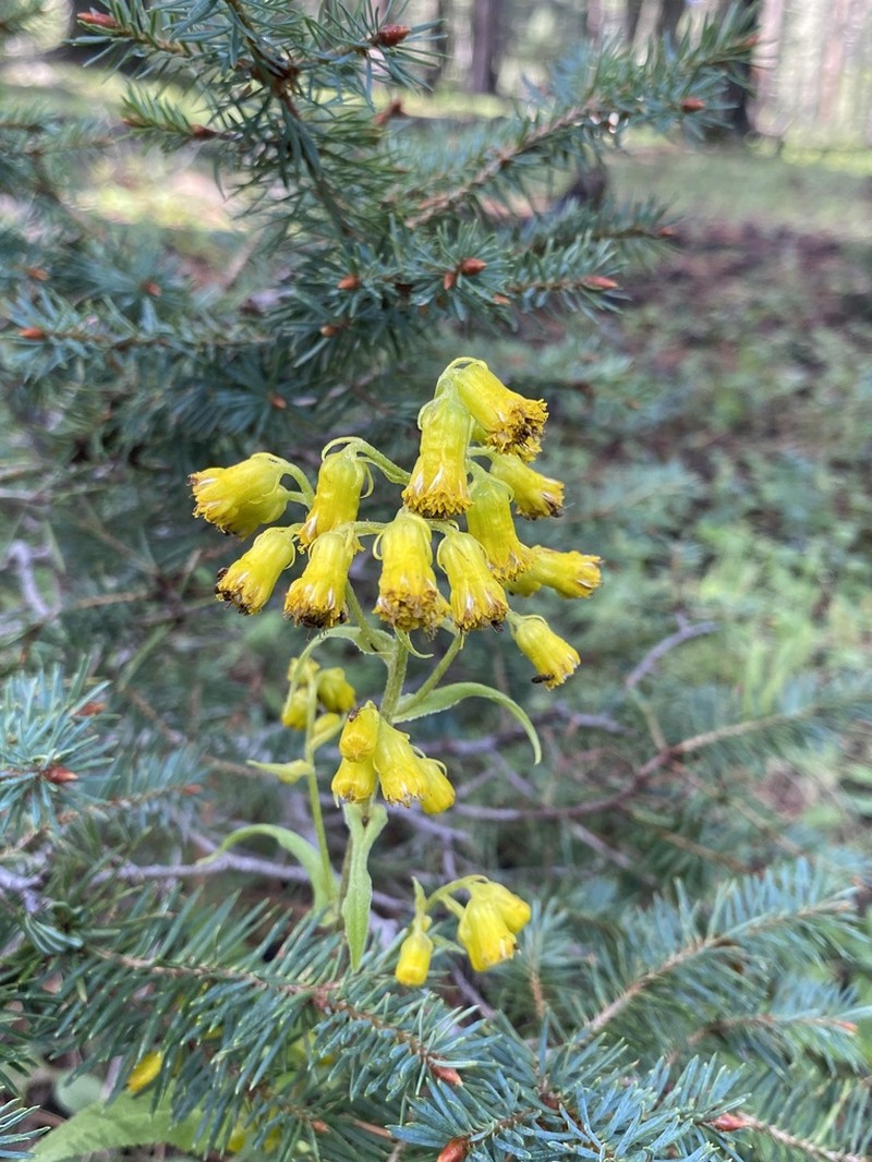 Sacramento Ragwort photo 3